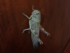 Anacridium aegyptium