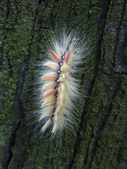 Acronicta aceris