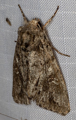 Andropolia diversilineata