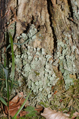 Cladonia