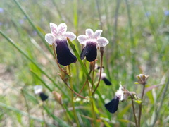 Nemesia barbata