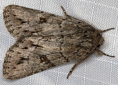 Andropolia diversilineata