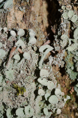 Cladonia