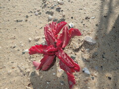Kalanchoe sexangularis