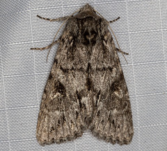Andropolia diversilineata