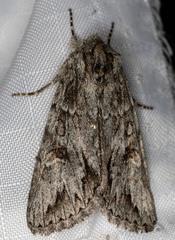 Andropolia diversilineata