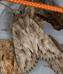 Andropolia diversilineata