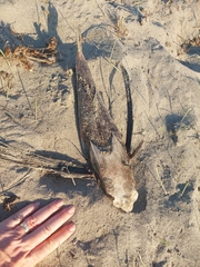 Dactylopterus volitans