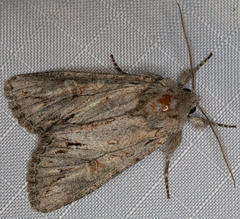 Andropolia diversilineata