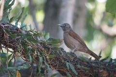 Turdus leucomelas