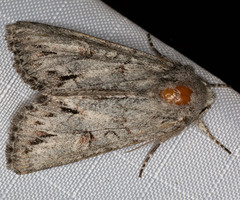 Andropolia diversilineata