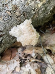 Hericium americanum