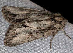 Andropolia diversilineata
