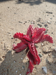 Kalanchoe sexangularis
