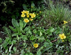 Caltha palustris