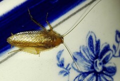 Ectobius vittiventris