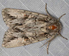 Andropolia diversilineata