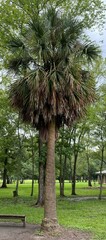 Coryphoideae