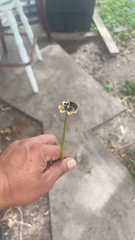 Zephyranthes chlorosolen