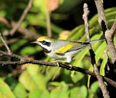 Vermivora chrysoptera