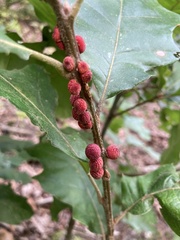 Kokkocynips imbricariae