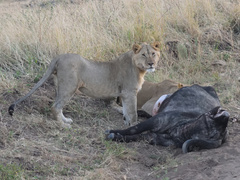 Panthera leo melanochaita