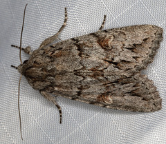 Andropolia diversilineata