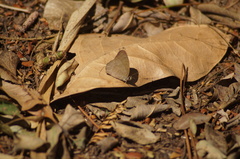Cissia phronius