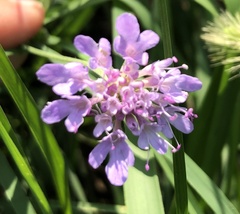 Scabiosa