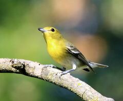 Vireo flavifrons