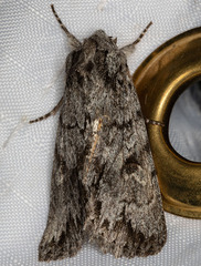 Andropolia diversilineata