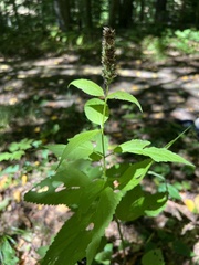 Agastache scrophulariifolia