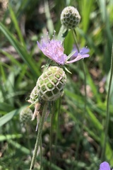 Scabiosa