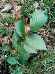 Ulmus glabra