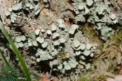 Cladonia