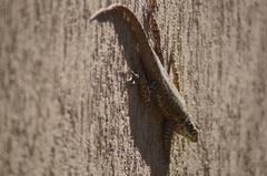 Tropidurus torquatus