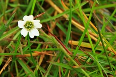 Cerastium alpinum