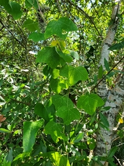 Passiflora lutea