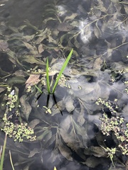 Potamogeton lucens