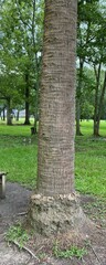 Coryphoideae