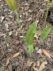 Smilax