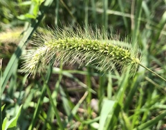 Setaria