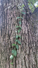 Euonymus fortunei