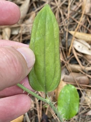 Smilax