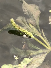 Potamogeton lucens