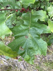 Kokkocynips imbricariae