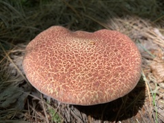 Suillus spraguei