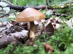 Suillus