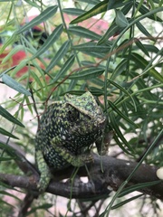 Chamaeleo chamaeleon chamaeleon