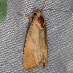 Argyrotaenia paiuteana